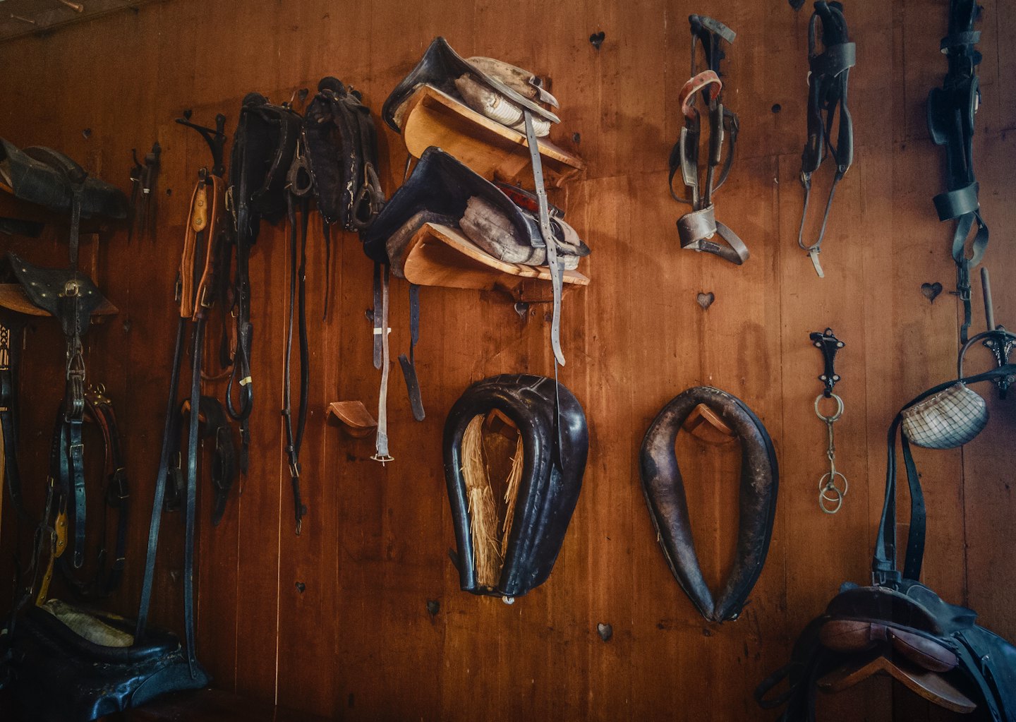 Monturas y bridas de cuero envejecido para caballos colgadas en una pared de madera.
