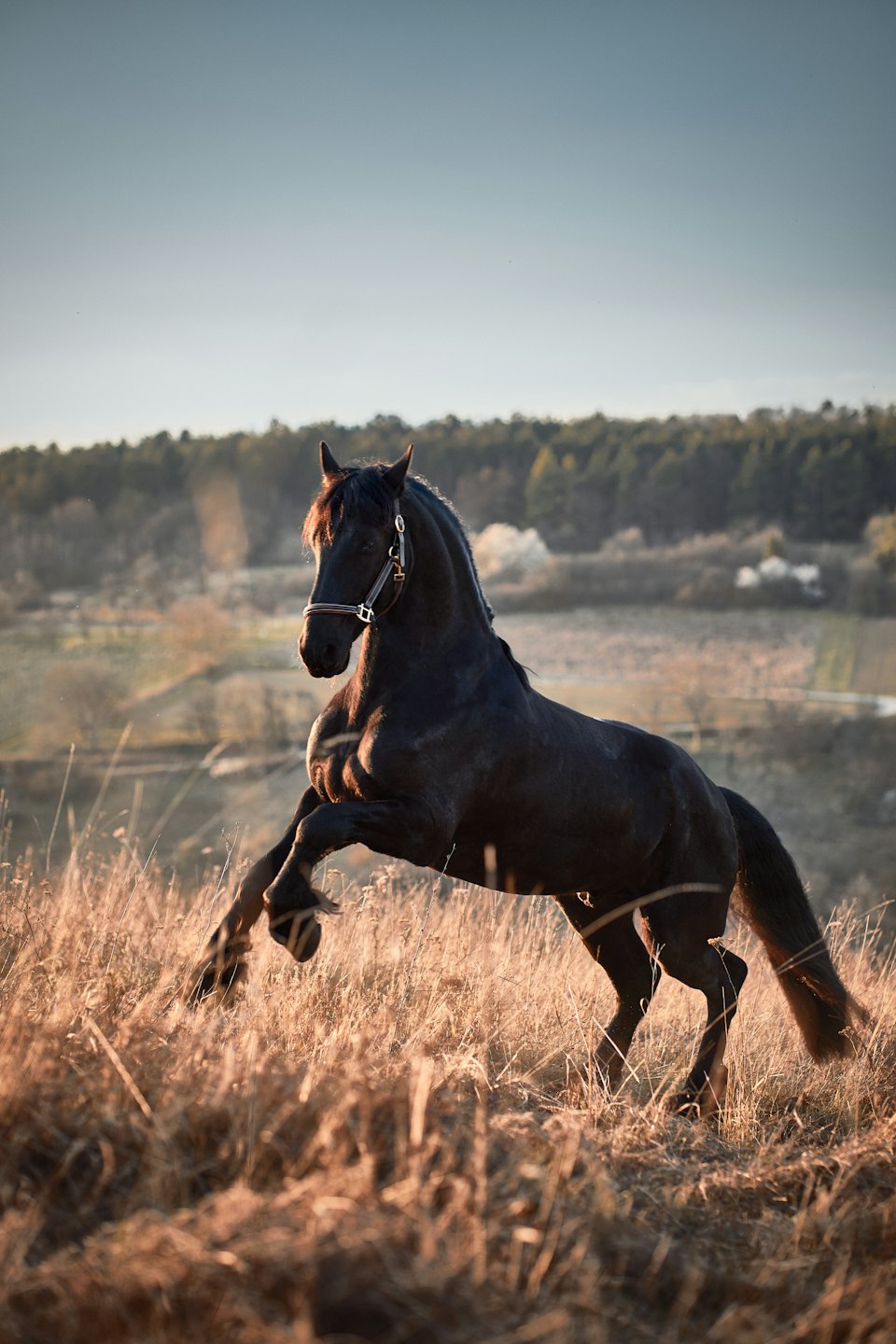 Un caballo negro se encabrita poderosamente en un campo dorado iluminado por el sol.